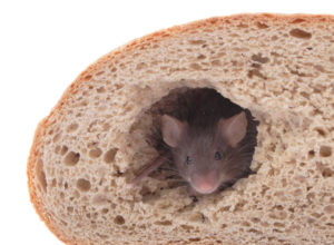 Mouse in bread loaf